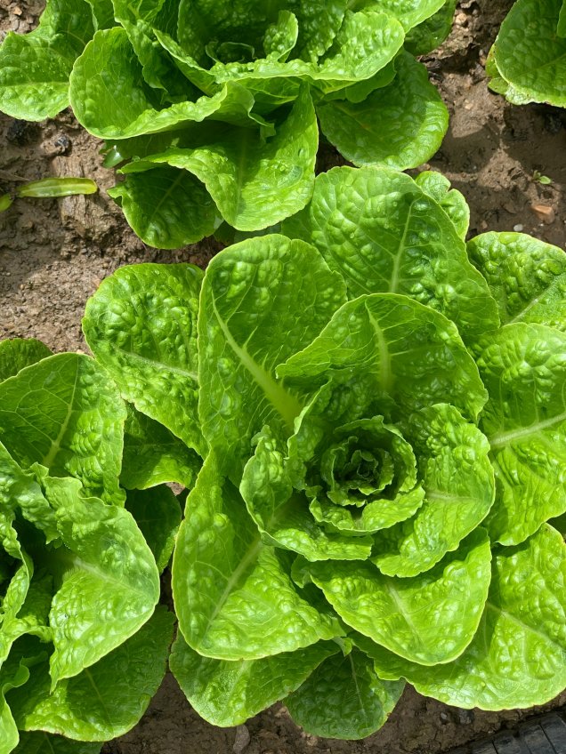 By: Galvestonâ€™s Own Farmers Market 